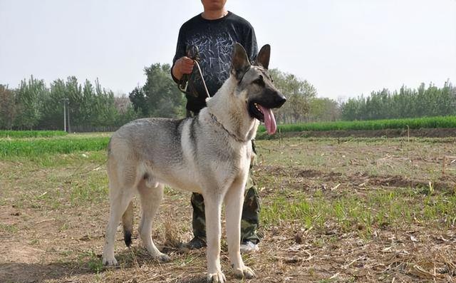 中华狼青犬多少钱一只