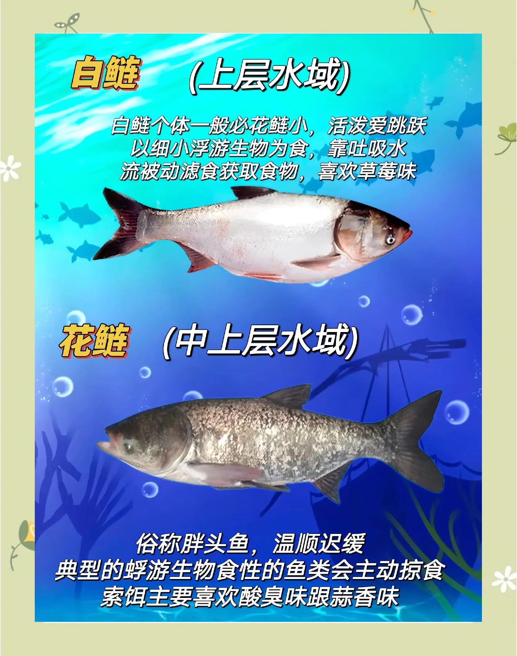 钓白鲢鱼方法视频
