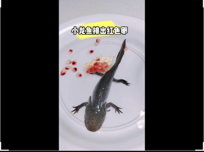 小龙鱼是什么样子的