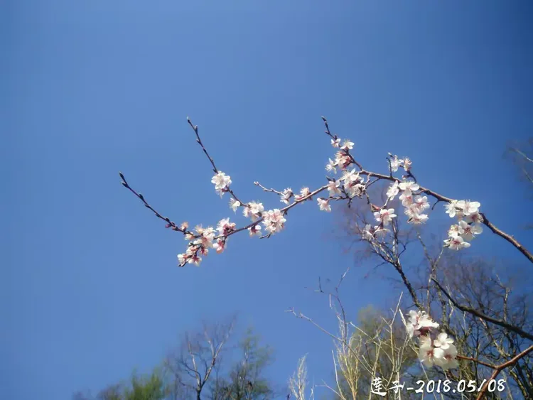 春山如笑阅读理解题及答案