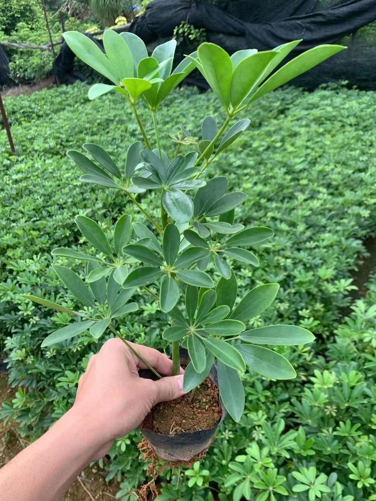 花叶鸭掌木图片