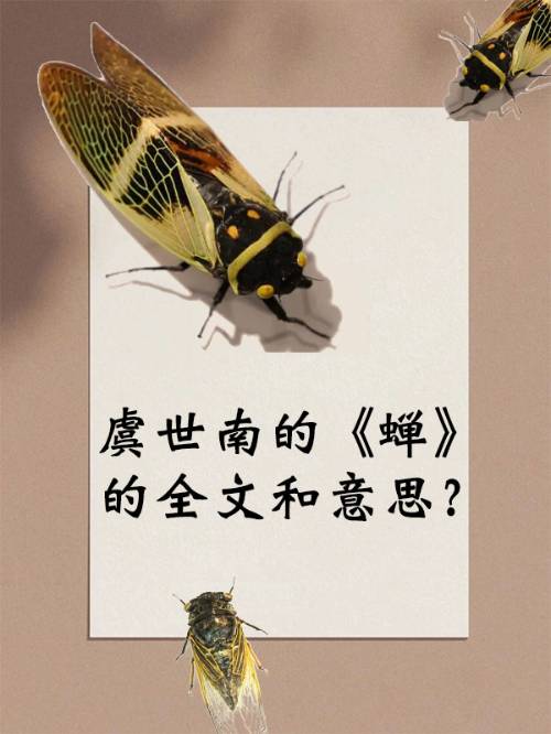 聂衣更上一层楼才到云霄最上头是什么意思