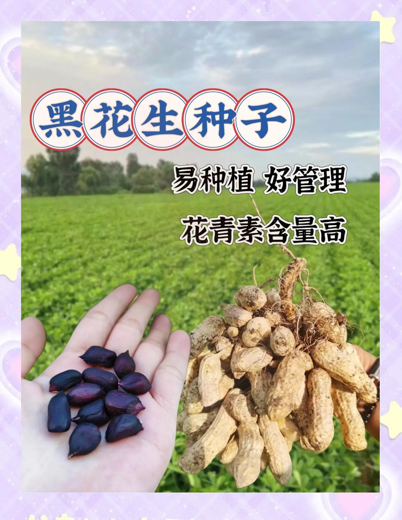 黒花生的功效与作用