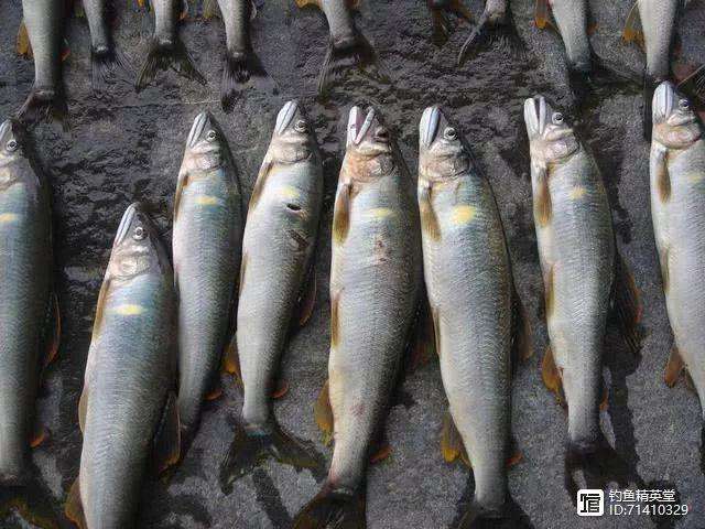 自诩清流是什么意思