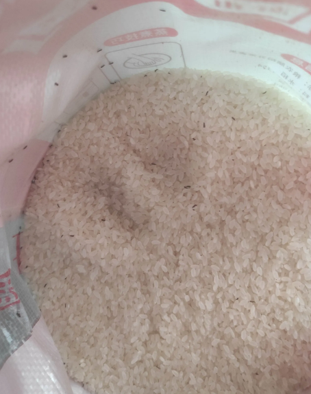 大米生虫后还能吃吗,如何彻底清理和预防米虫滋生?