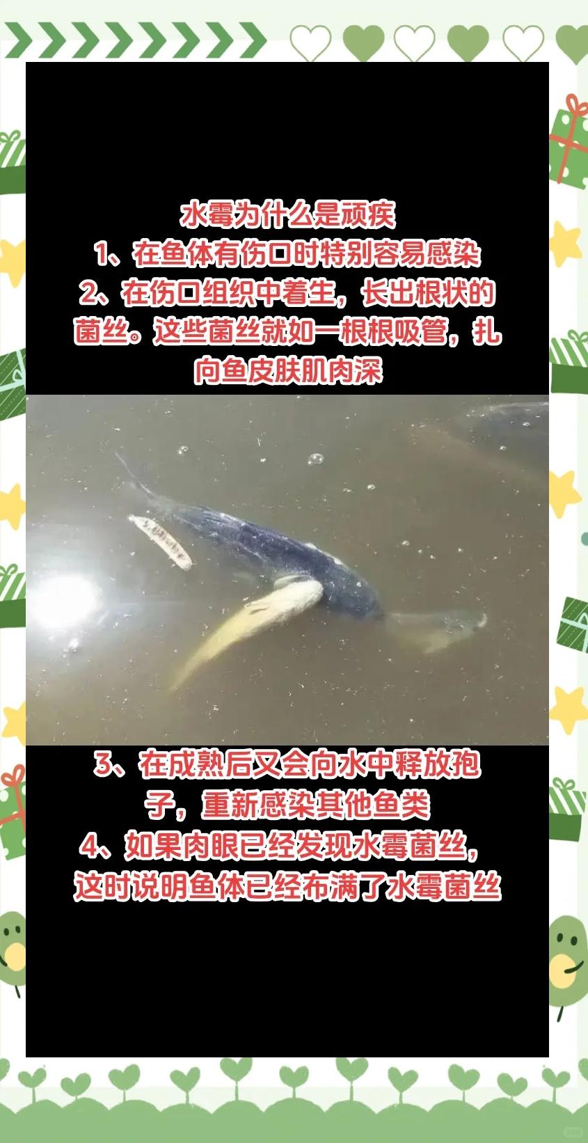 水霉病的防治方法