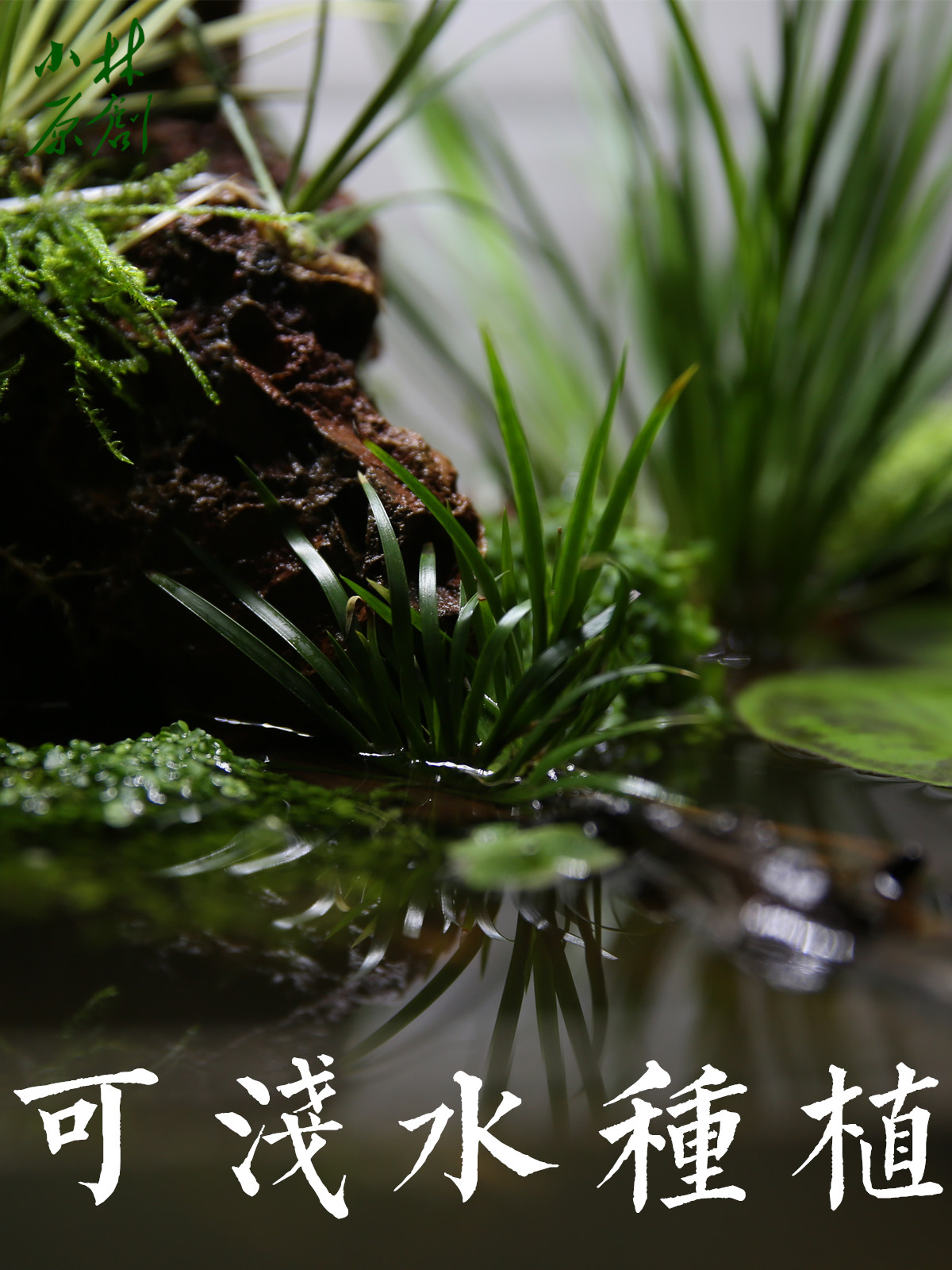 挺水植物有哪些代表植物特点是什么