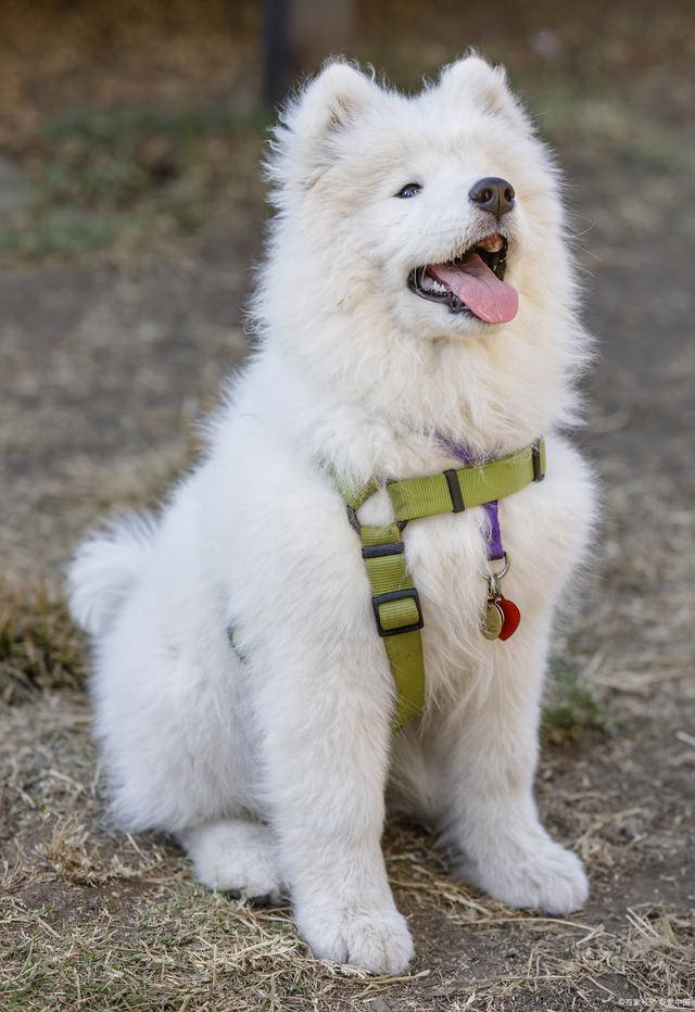 白长毛大型犬