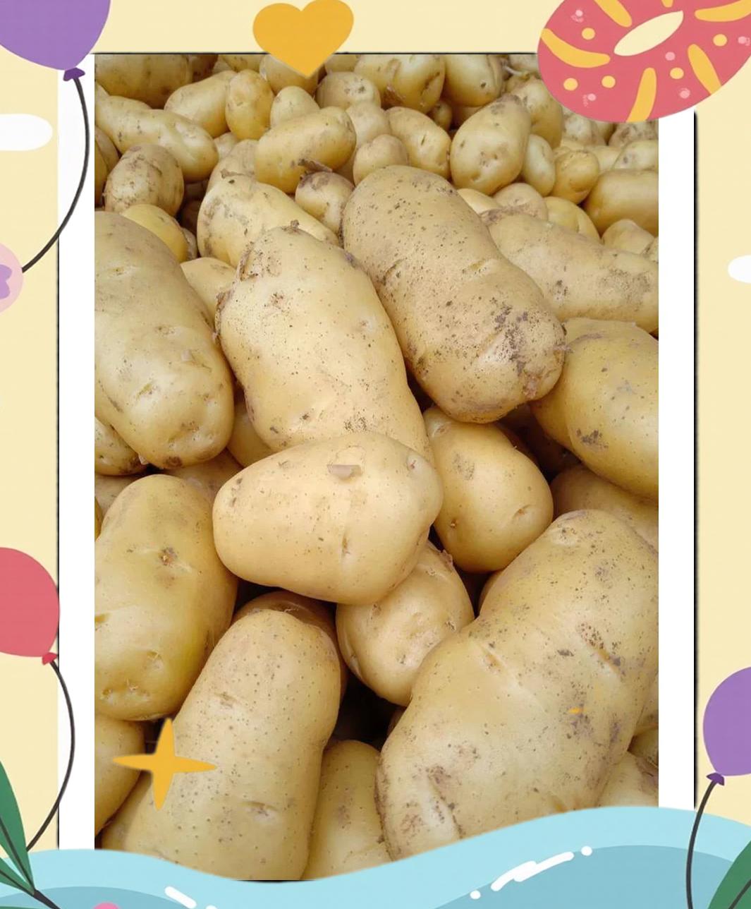 土豆冬天什么时候种
