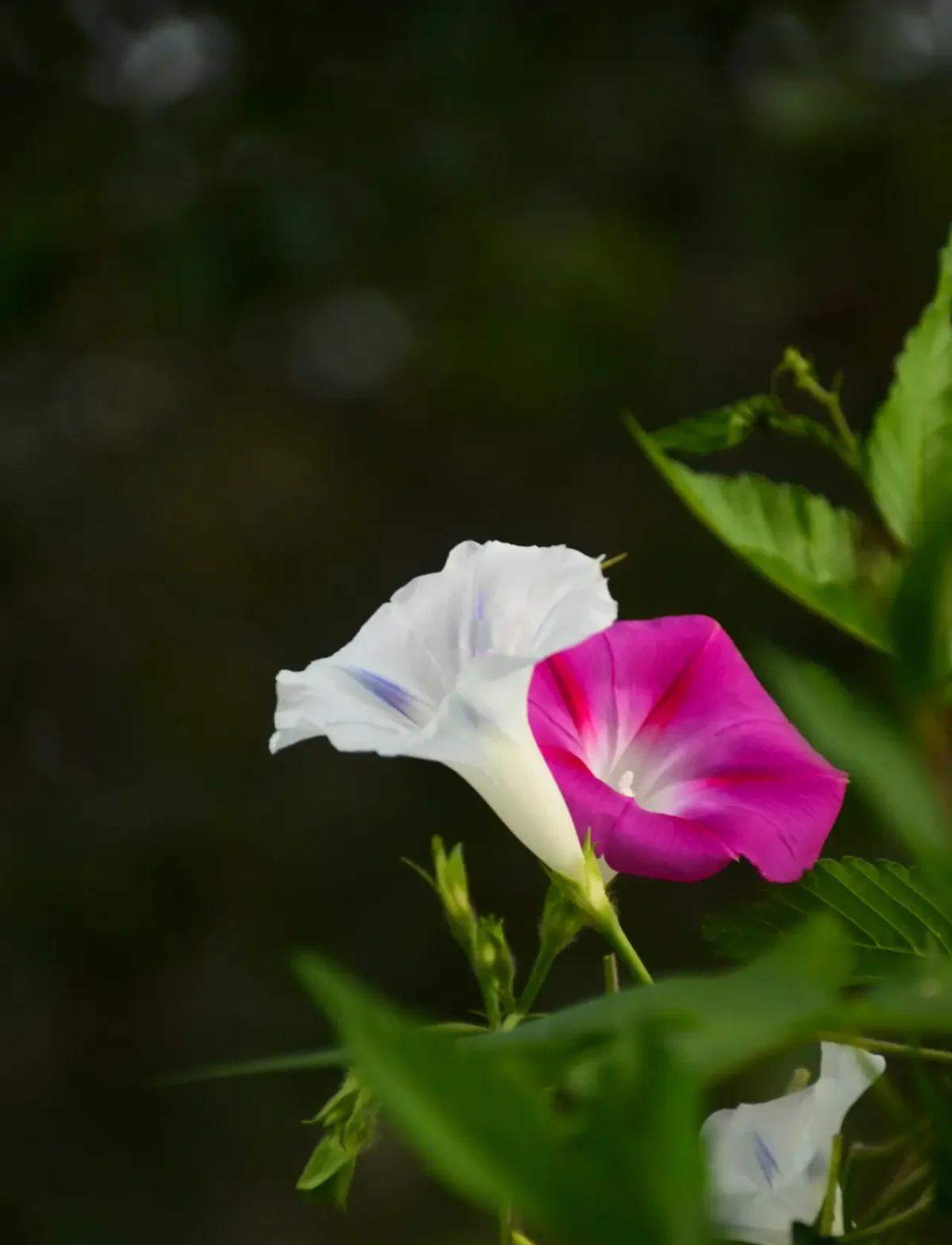牵牛花一般在什么季节开放