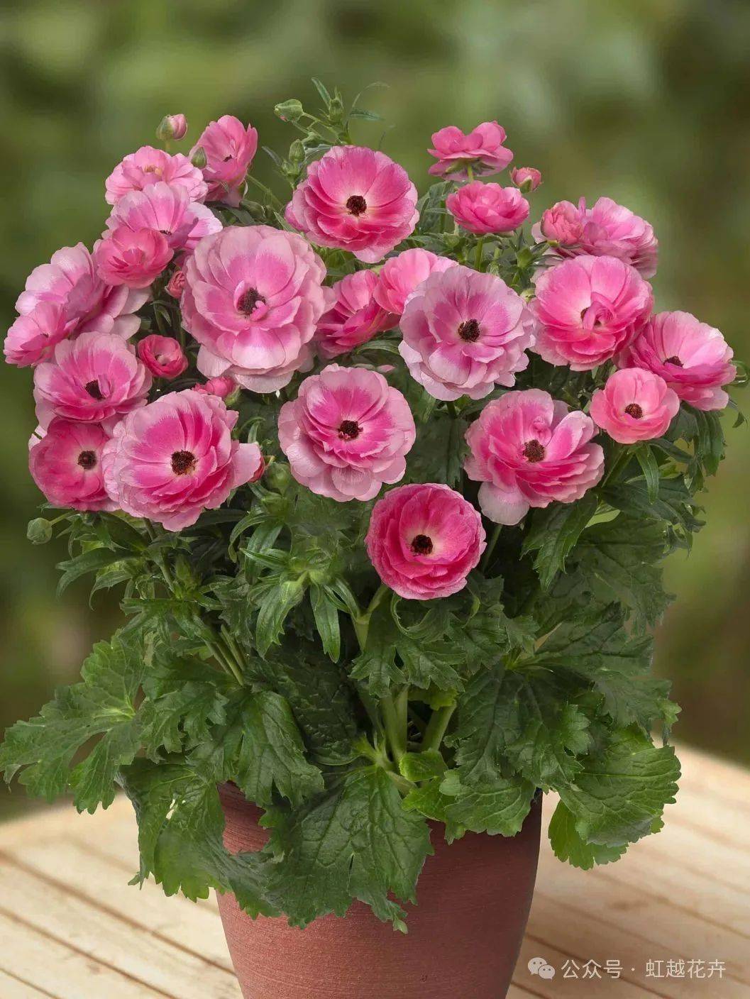 花毛茛鲜花养护