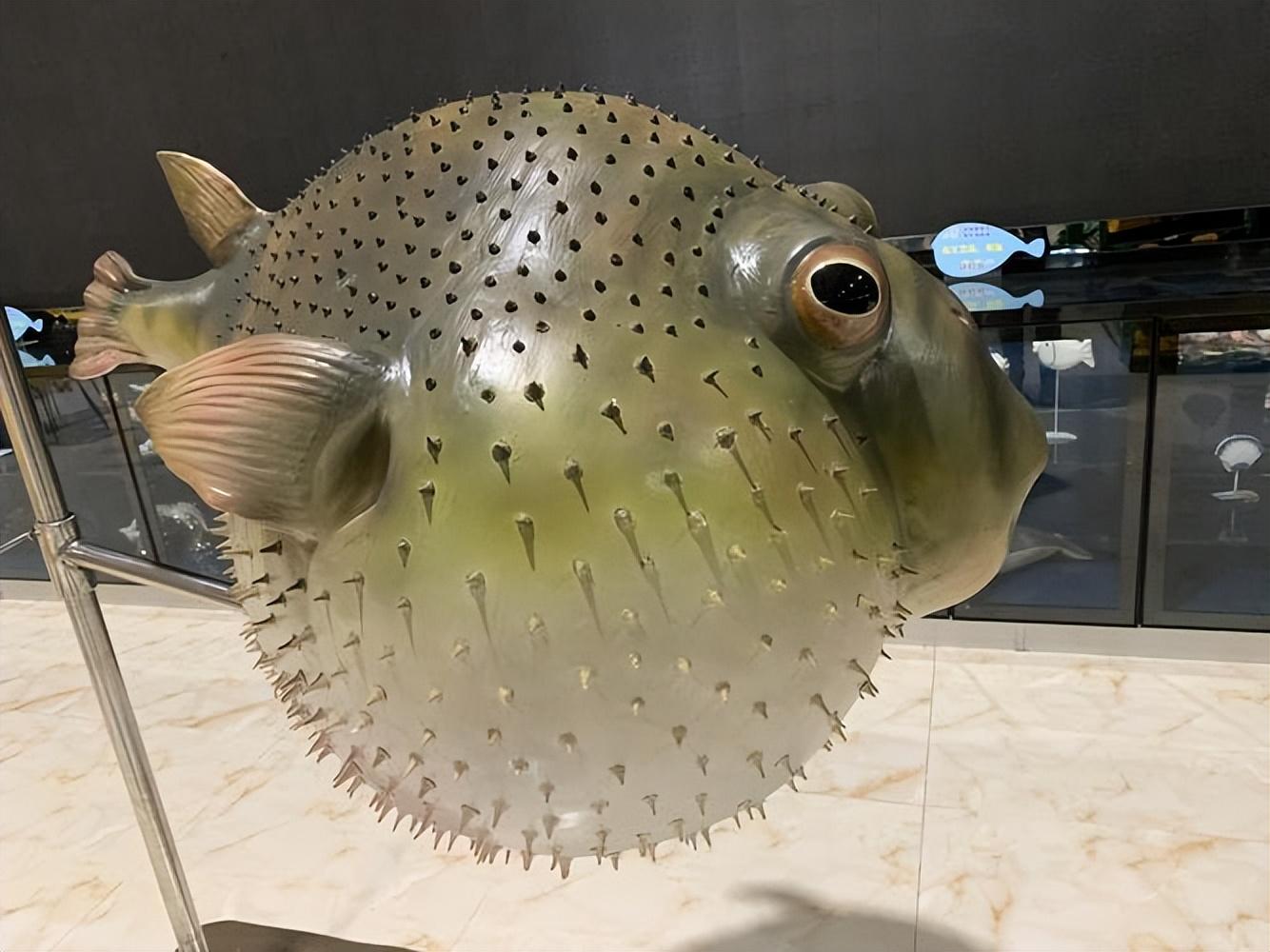 河豚哪里有毒为什么还有人吃