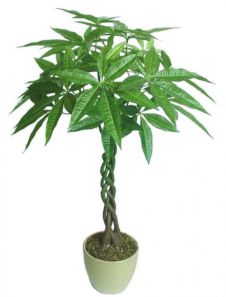什么植物转运招财