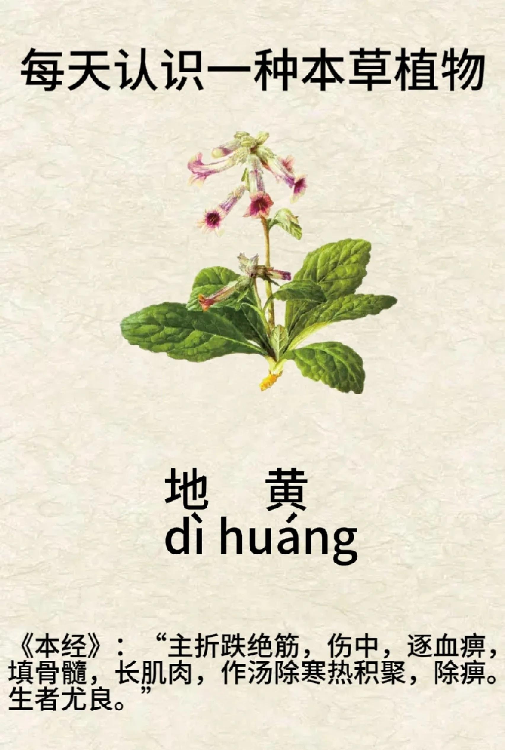 九蒸九晒熟地黄的功效与作用及禁忌