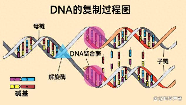 dna的二级结构有哪些特点