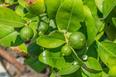 lemon lee