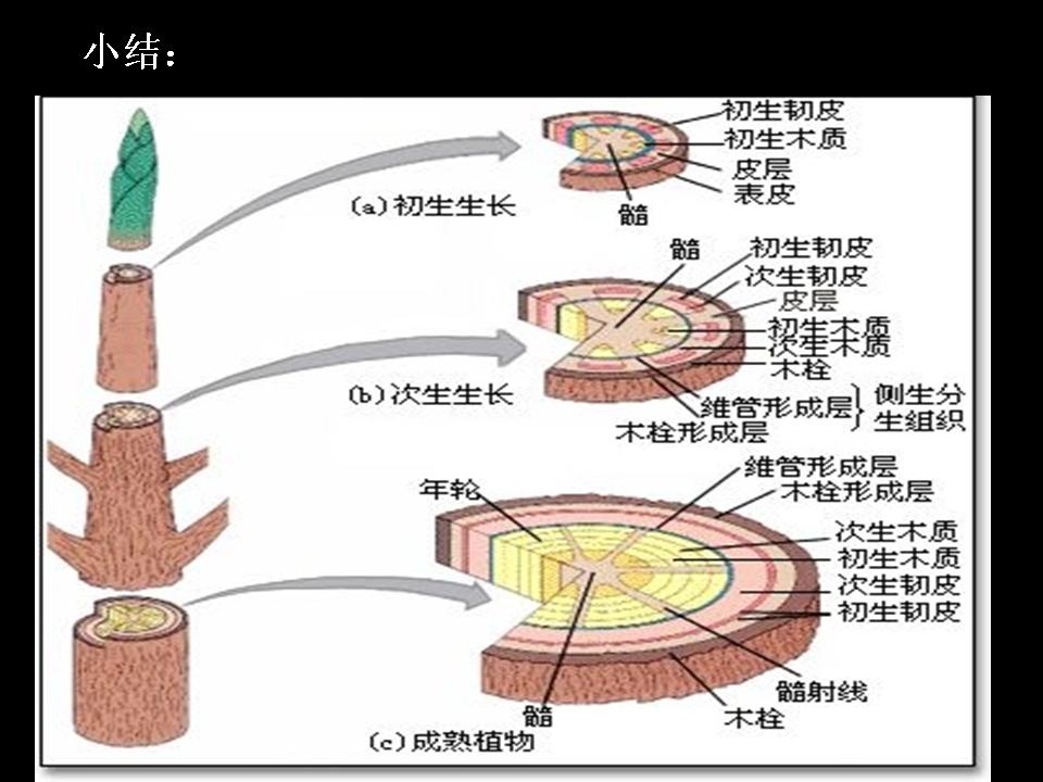 植物的木质部是什么