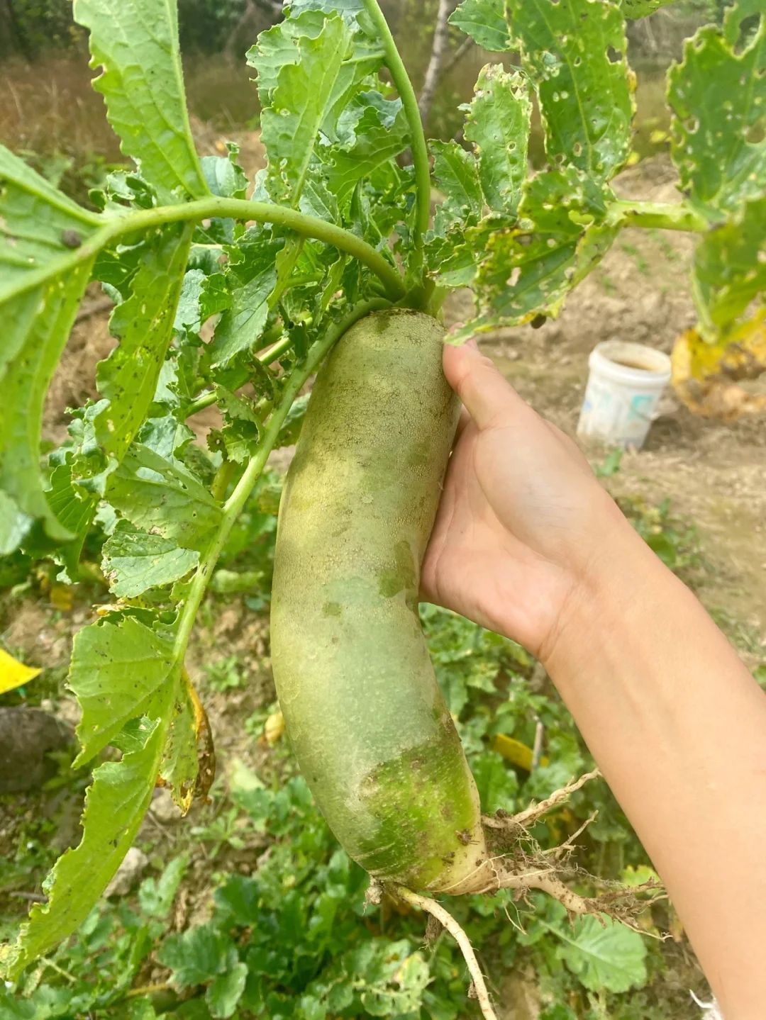 青萝卜咋吃好吃