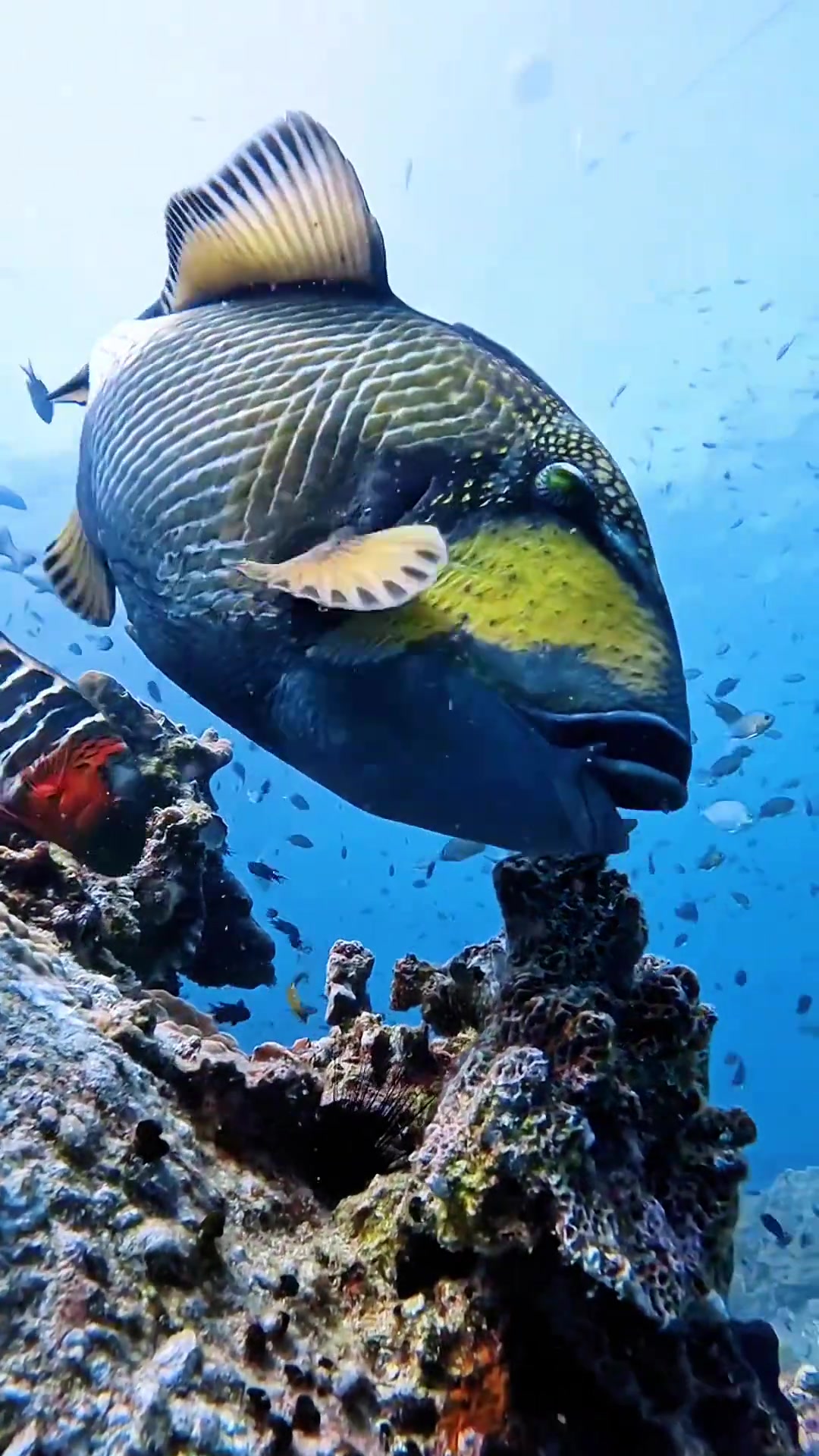 海底有什么动物简笔画