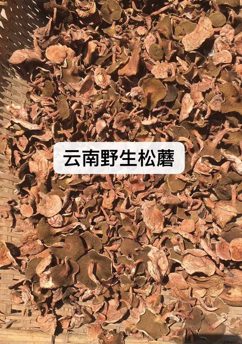 珍珠菇的功效与作用及食用方法