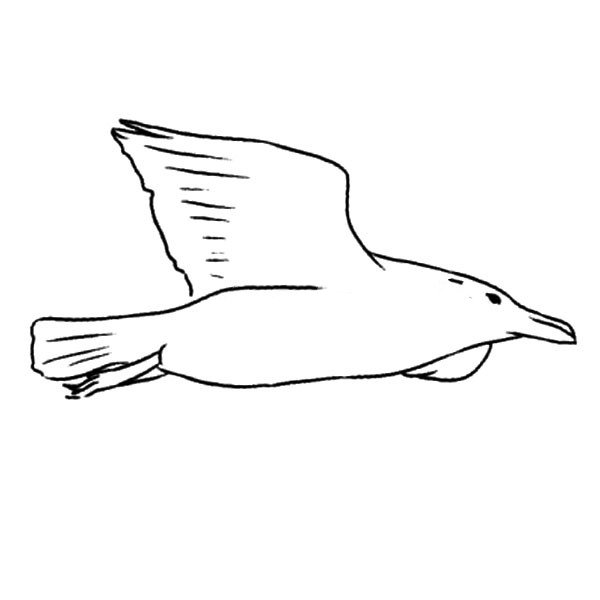 海鸥的画法简笔画
