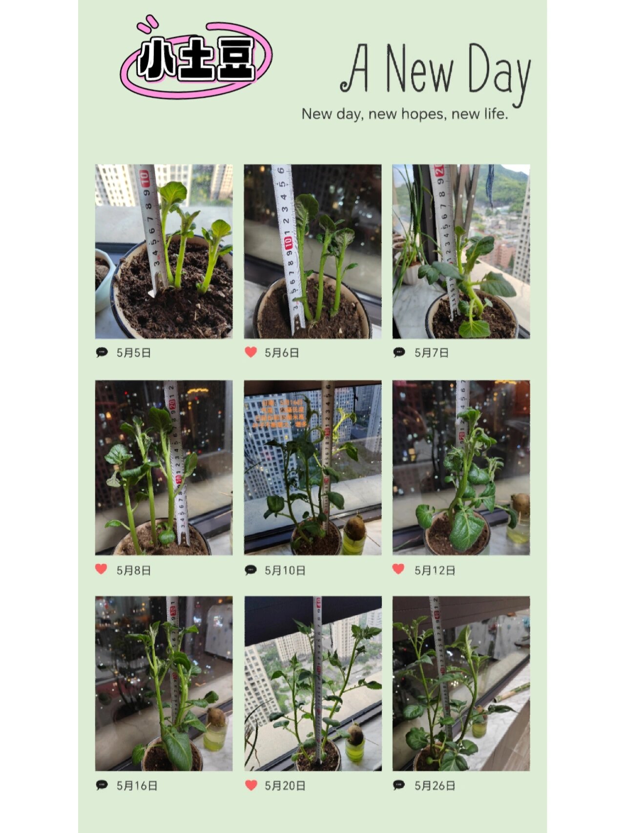 种植植物的方法的英文