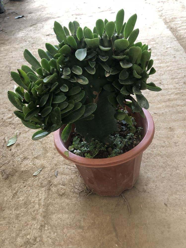 玉麒麟是谁的坐骑