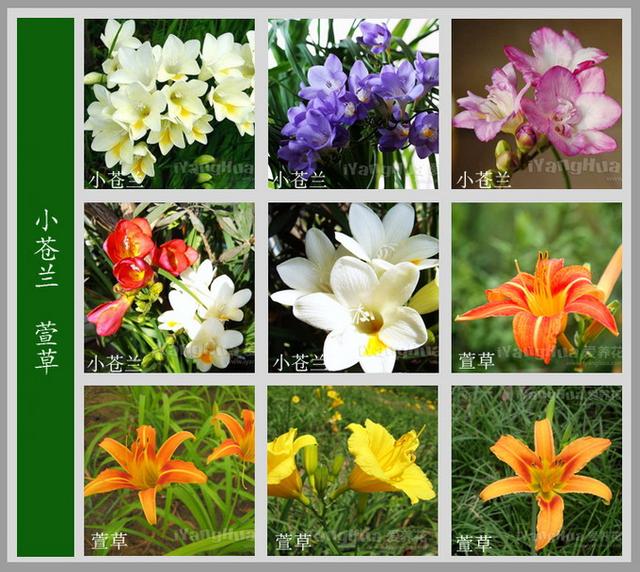 花的名字大全所有花