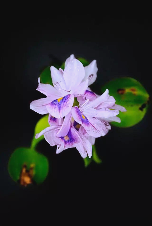 凤眼莲花语演员表