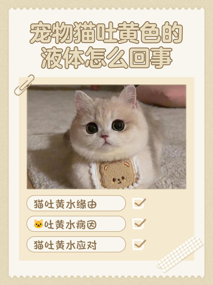 小猫咪吐黄水怎么回事没精神