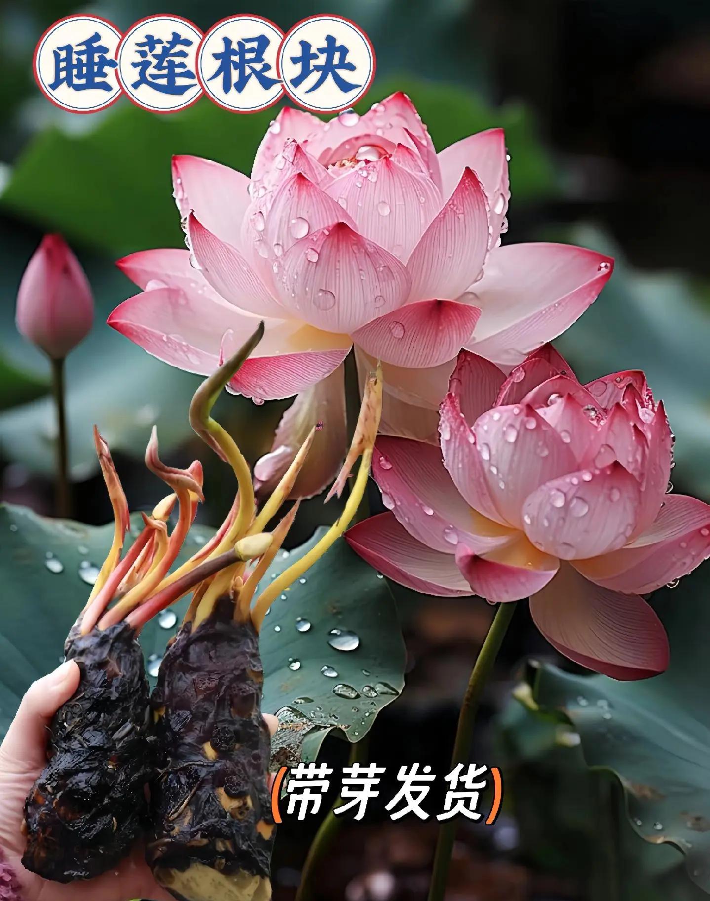 睡莲的盆栽养殖方法和技术