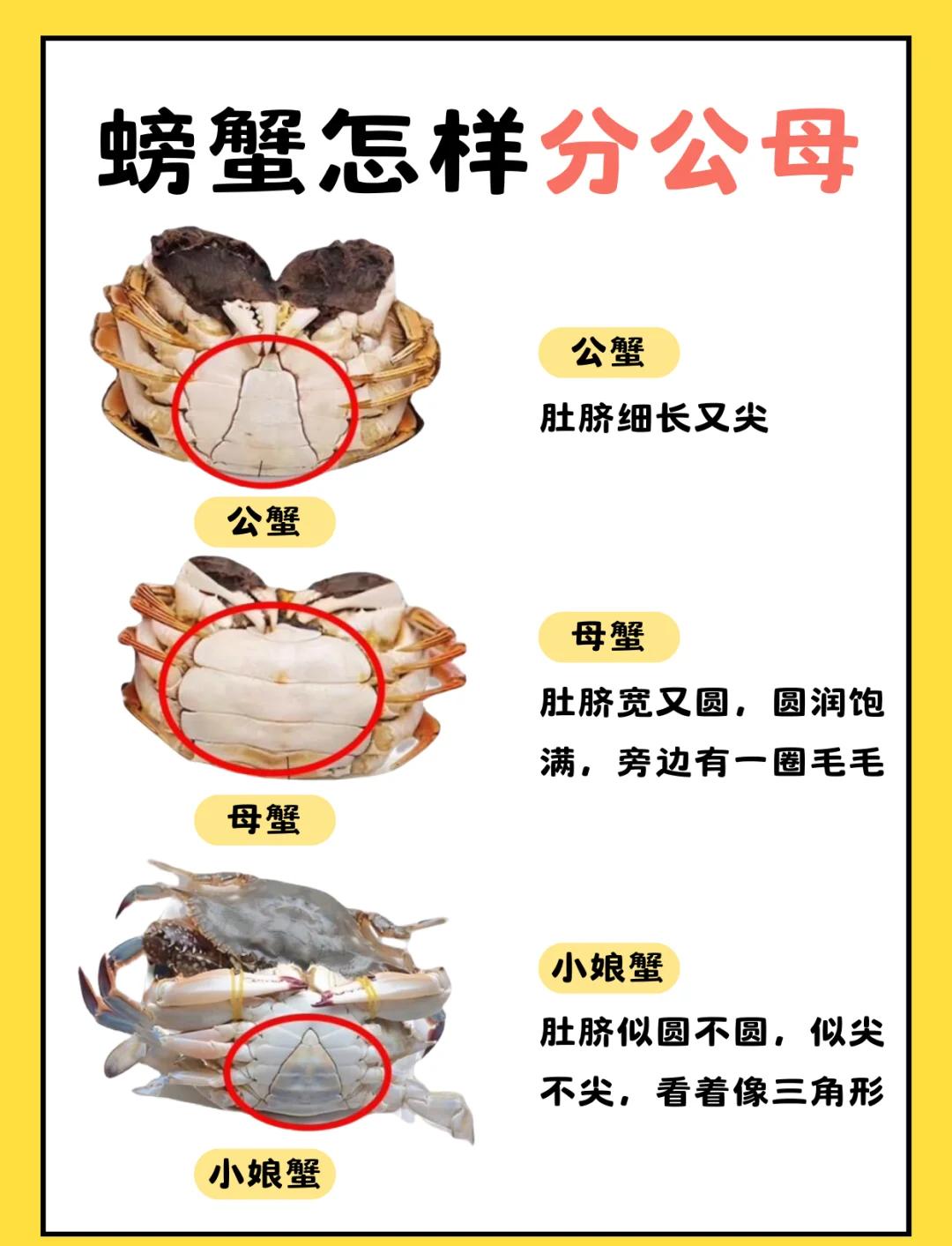螃蟹公母怎么分呢