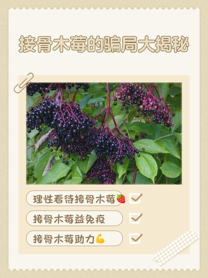接骨木的功效与作用及药用价值是什么