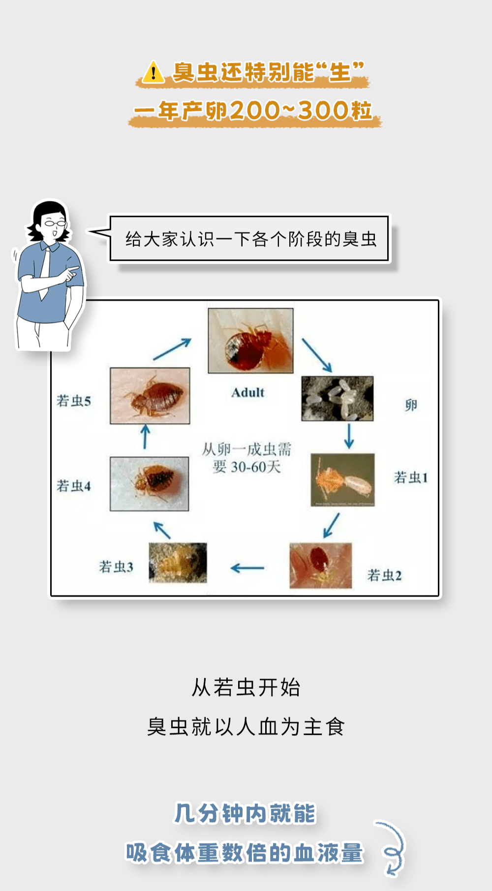 床上一般会有哪些虫子图片