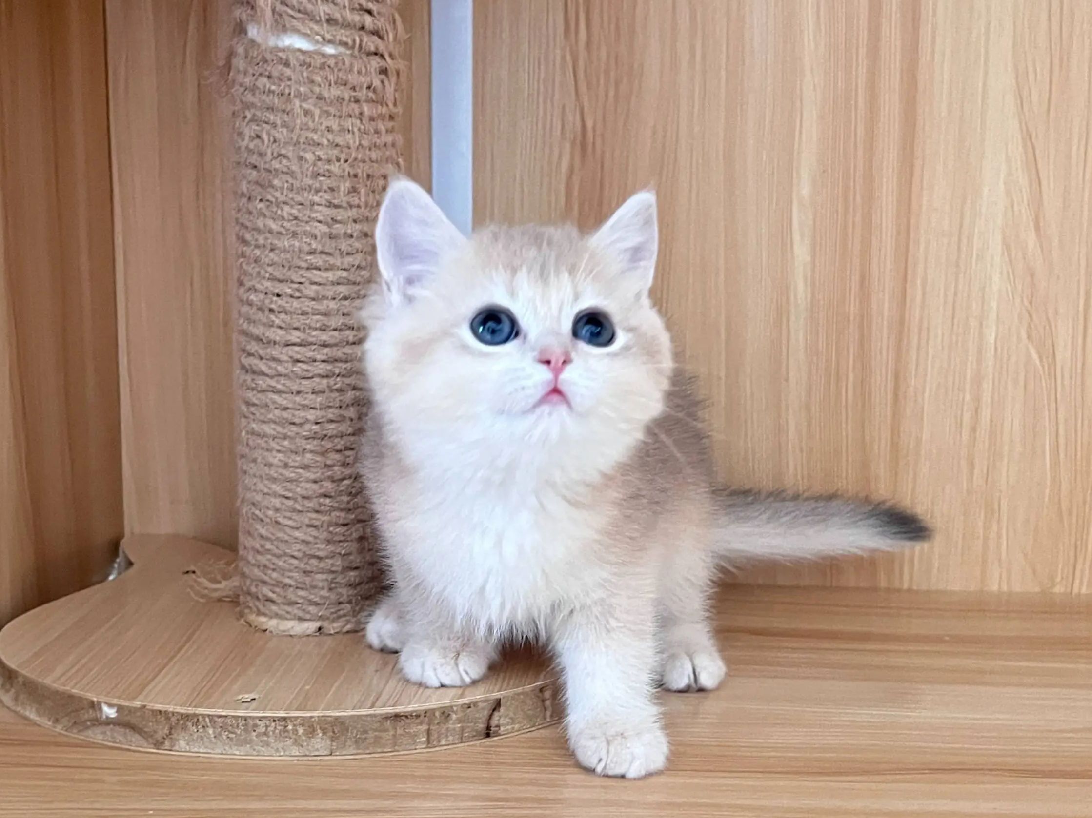 英国短毛猫多少钱一只正常价