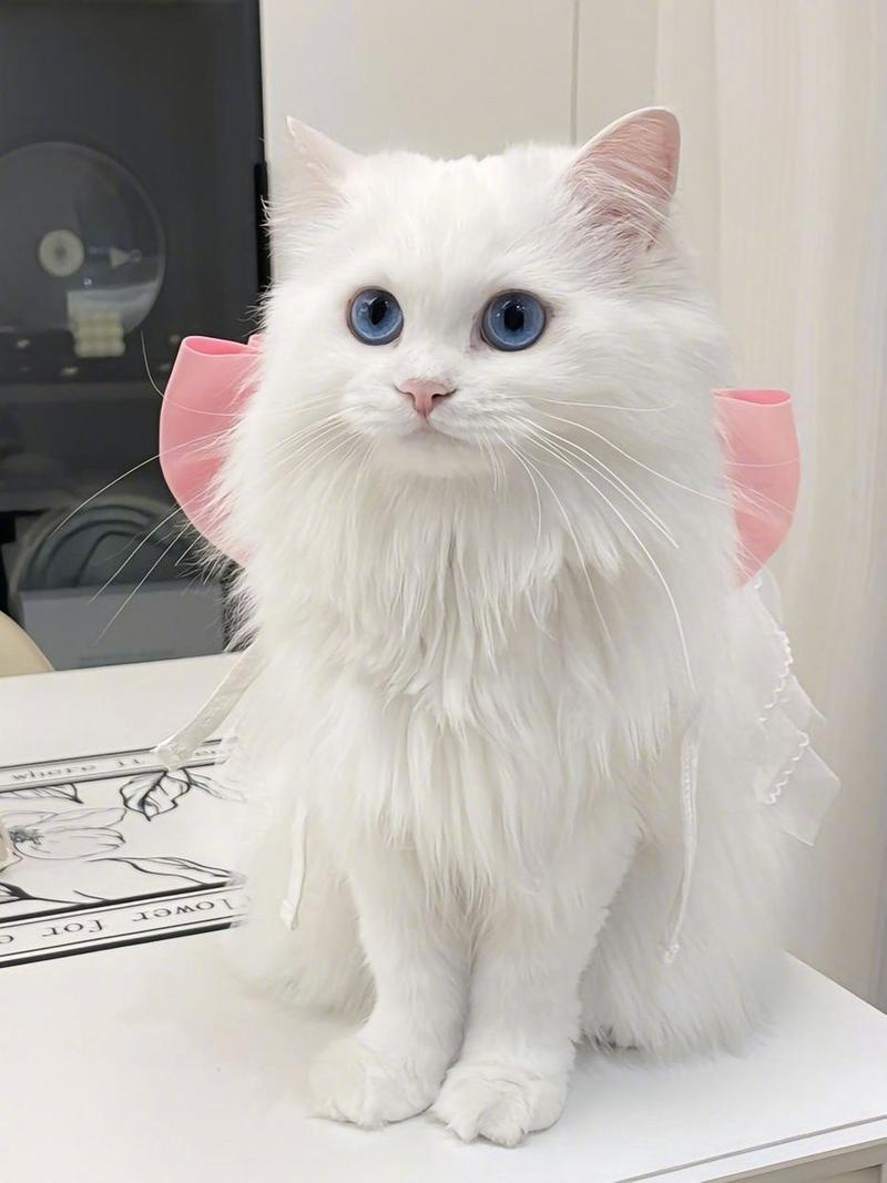 女人梦见猫预示着什