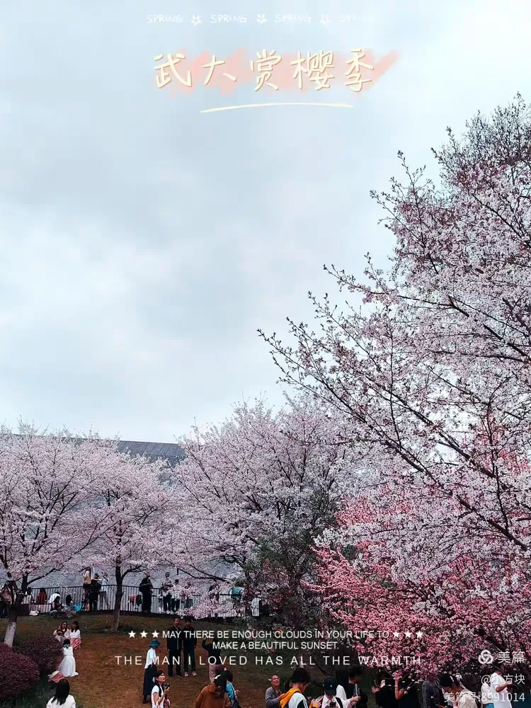 武大赏樱怎么预约