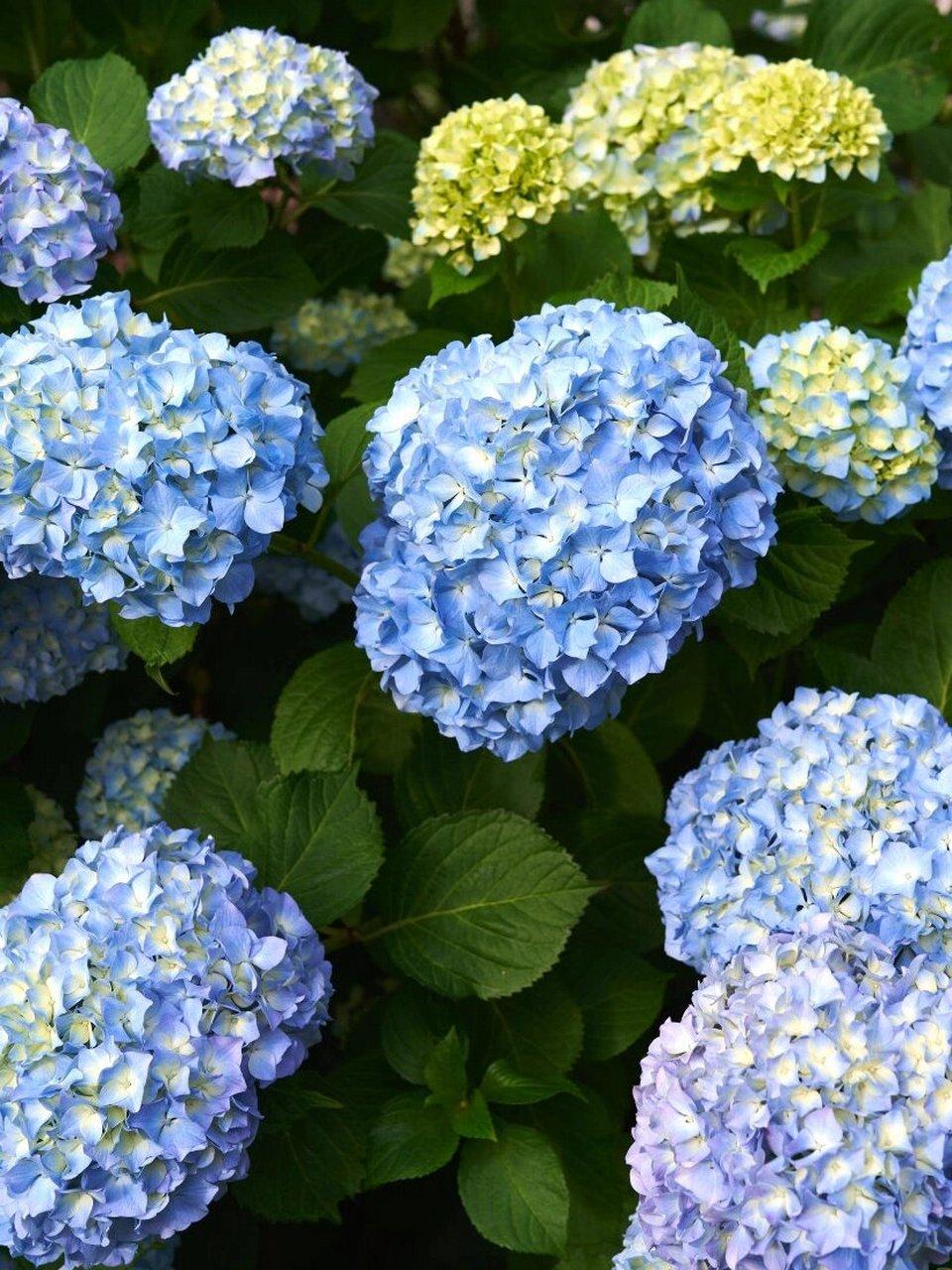 哪些花喜阴适合室内