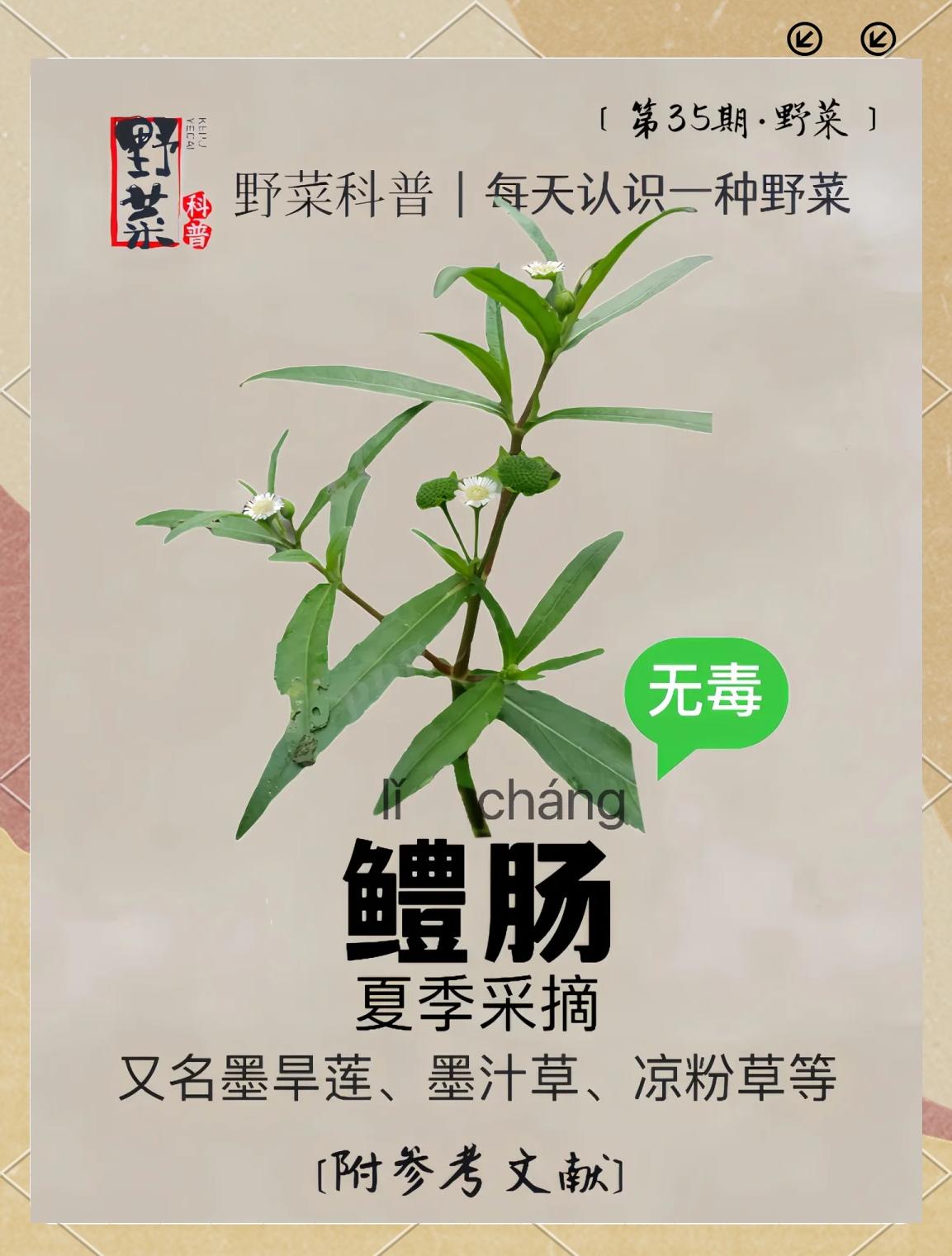 乌发茶哪种效果最好