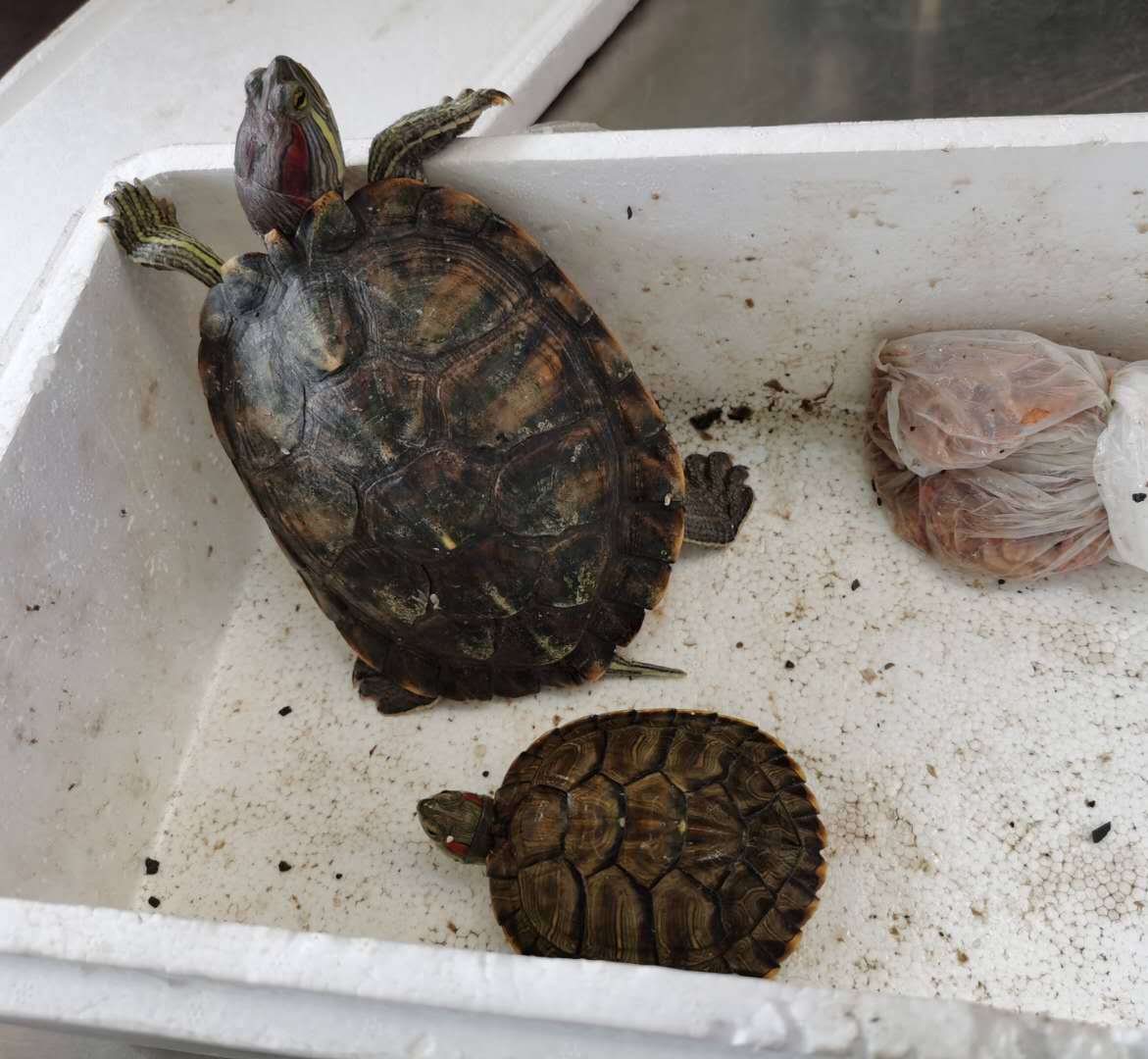 高铁上可以带乌龟吗 可以带活物吗