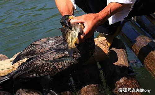 梦见抓鱼寓意着什么意思