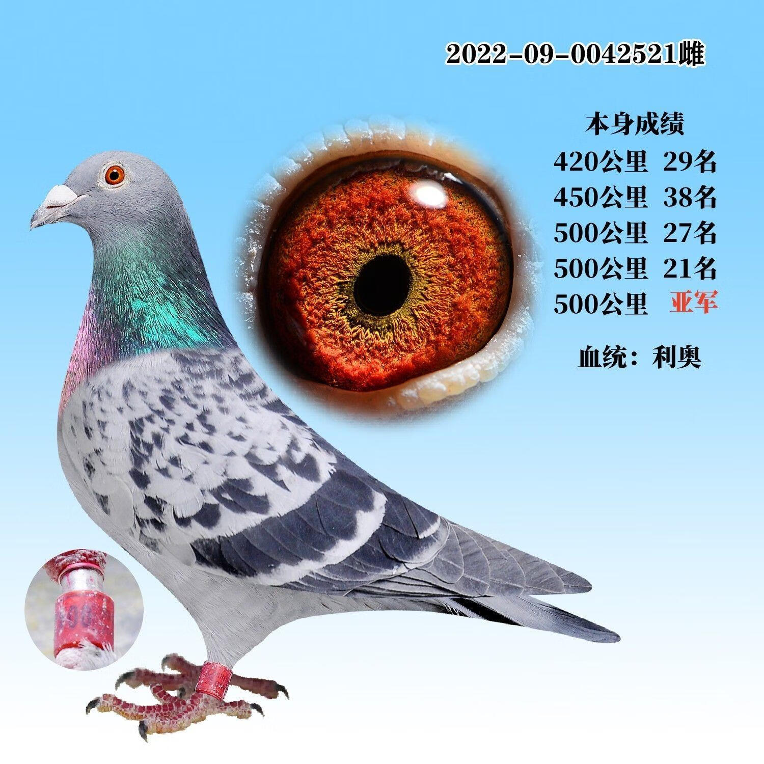 养500对鸽子一年能赚多少钱啊