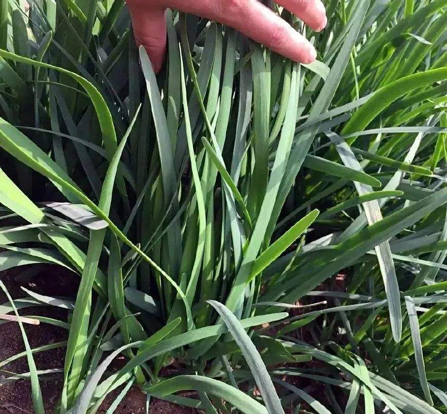 50岁女人梦见葱的预兆