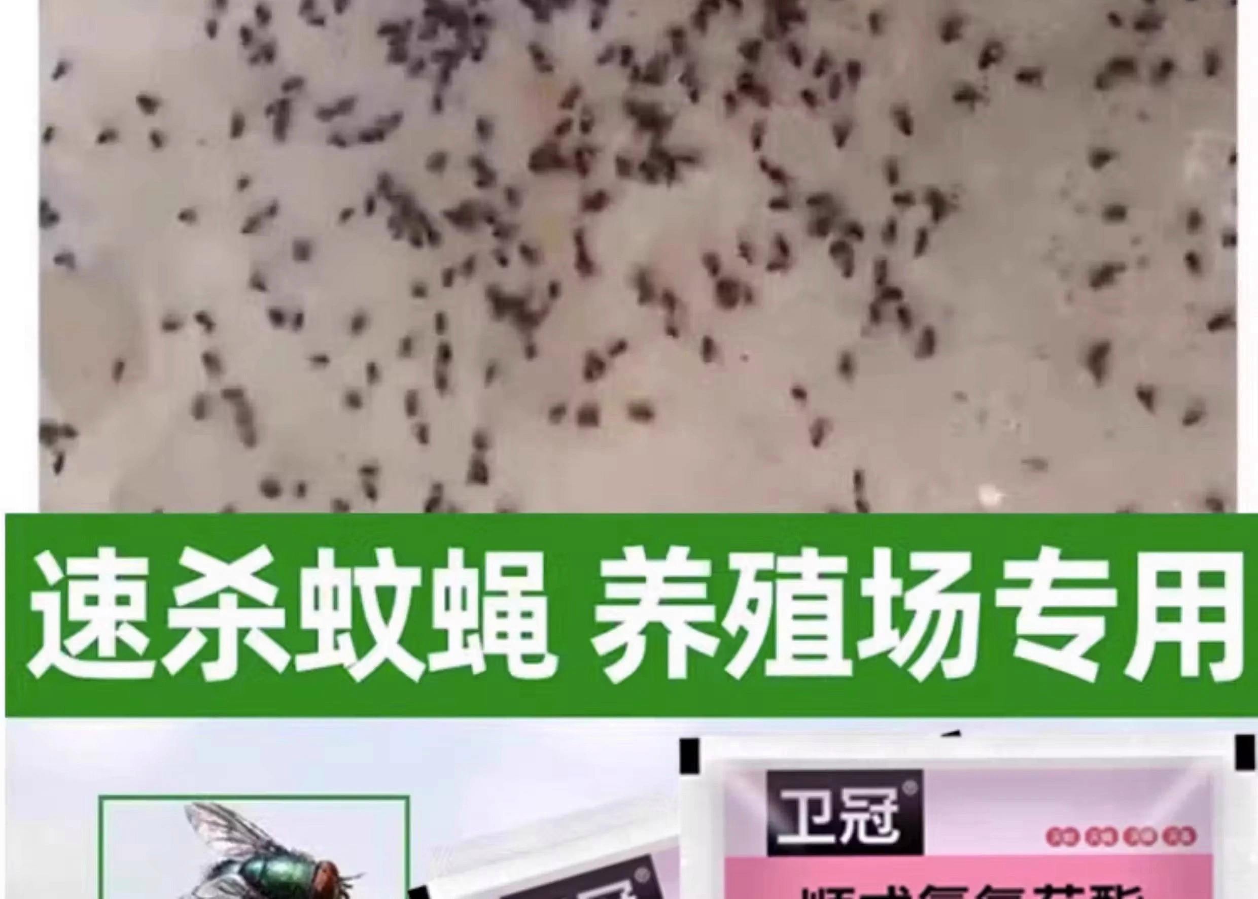 家用灭苍蝇的小妙招