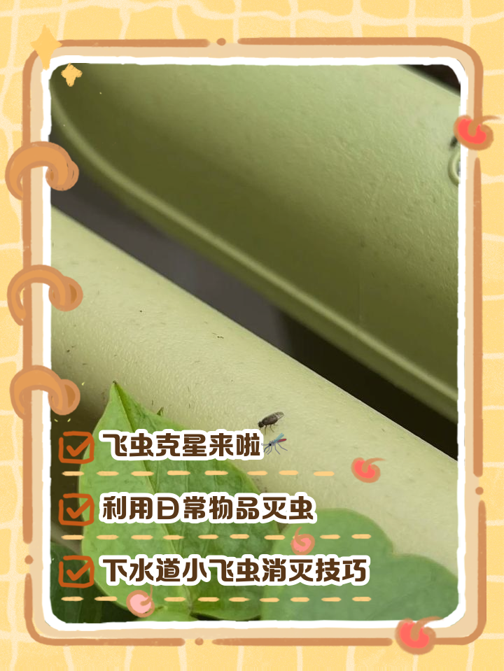 用什么可以去小飞虫呢