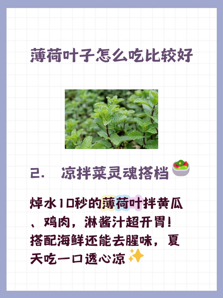 新鲜薄荷叶的吃法大全图片