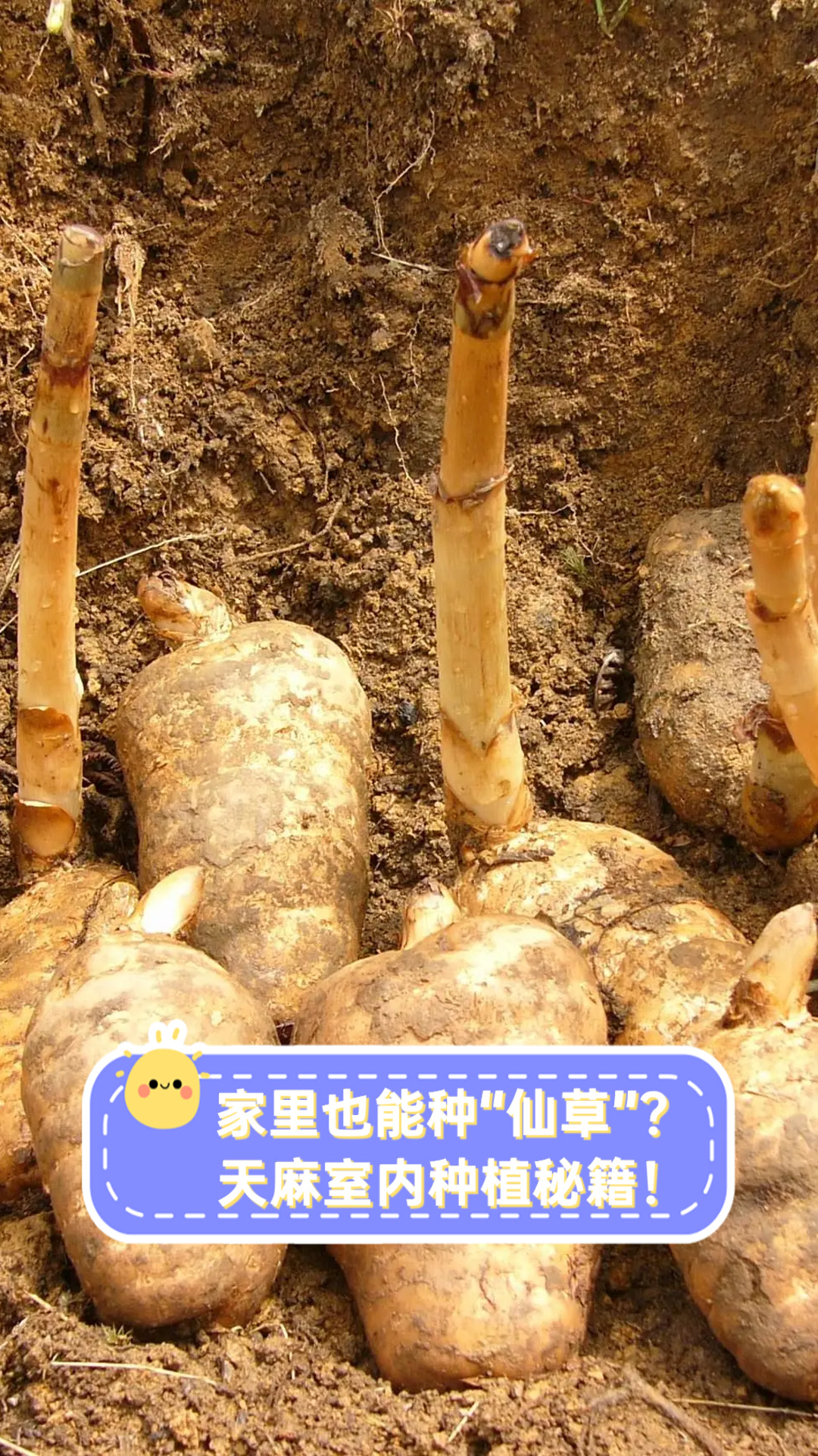 天麻种植视频教程