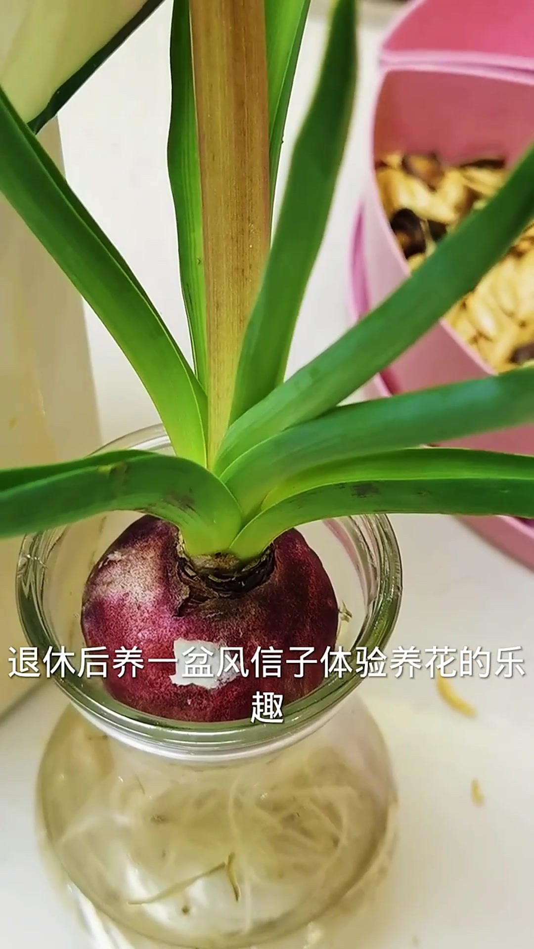 风信子怎么养殖