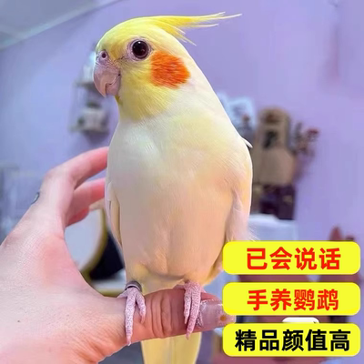 会说话的鹦鹉有哪些品种适合在呼和浩特家养