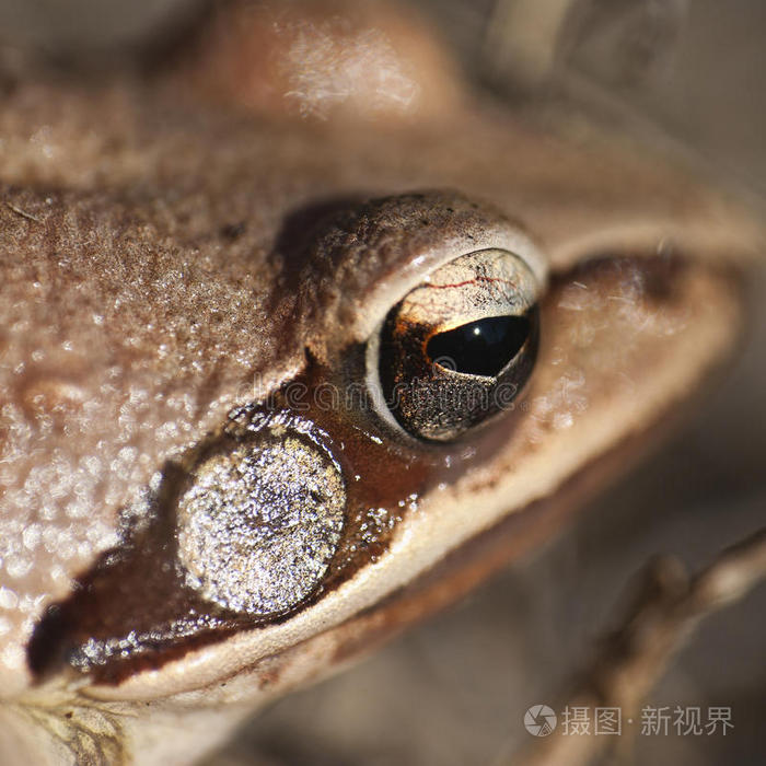 电子蛙眼是靠什么动物发明的